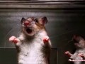 К чему снится мышь (крыса) | СОННИК