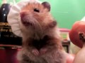 Hamsters - ХОМЯКИ - Рататуй