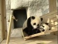 Панды катаются на горке
