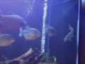 Жертва обречена: форель в аквариуме с пираньями