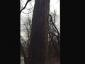 "Devil Tree" Tree fire in Defiance, OH - December 21, 2015