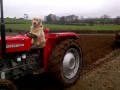 Dog shows off his farming skills - skillfully driving his master's tractor