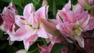 IMG_8853 копия