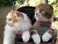 -в-коляске