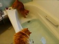 Коты в ванной и рыбка