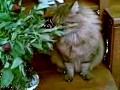 Кот ест пионы