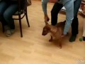 Собака бежит за мячиком