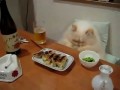 Ужин настоящего кота-гурмана