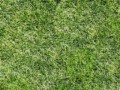 gra1
