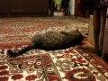 Йоргас - Дрессированный кот