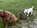 Веселый енот  играет с собаками