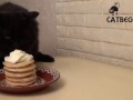 Не все коту Масленица (Cat and Pancakes)