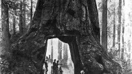 The_Wawona_Tree,_1887_painting