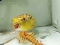 ШОК! Хищная рыба "Тетрадон" Рыба ест скорпиона, сколопендру, змею: Сколопендра против 