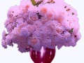 _s_belymi_rozami_yapfiles