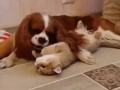 -до-пьяна_-изомну-как-цвет..