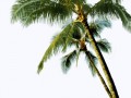 pngwing.com (1) (1)