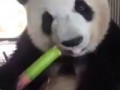 Панда с огромным аппетитом перекусывает бамбуком