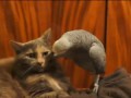 Попугай (джокер) против кота