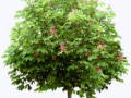 0_1c8286_55d29821_orig