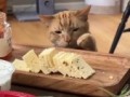 Коты крадут еду