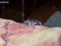 Кот из-под кровати пугалкин...
