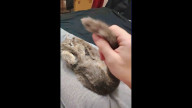 которычаг