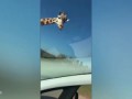 Hungry Giraffe Steals Food From Car
