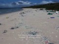 Plastic litters one of the world's remotest islands - Henderson Island