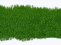 grass-2073071_960_720 (1)