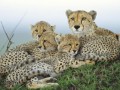 image (7)