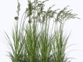 grass1_alegionstock_yapfiles.ru