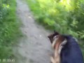 Игра собаки с лазером