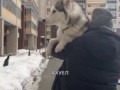 Он очень сильно любит гулять.