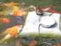 Little Duck Feeding The Fish / Küçük ördek balıkları besliyor :)