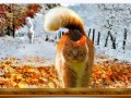 Осенние-кошки_01