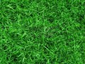 grass pic