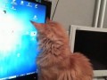 Кот играет с курсором
