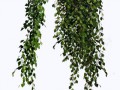 11-2-plants-png
