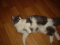 Котенок найденыш