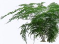 Asparagus-seed-plants-family-benefits-grass-seeds-plant-tree-indoor-plants-fairy-miniature-garden-se