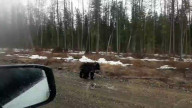 Медвежонок