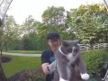 Friendly neighbor returning the cat