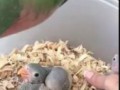 Попугай любит своих малышей