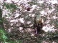 Встретился с медведями в лесу