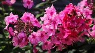 IMG_0009 копия