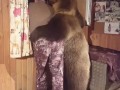 Паша и медведь