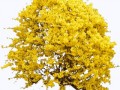 pngtransparentyellowpetaledflowersillustrationshrubforsythiaflowertreebloomingforsythiab_yapfiles.ru