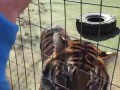 Как подстричь когти тигру