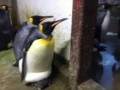 Пингвины-геи устроили похищение птенца у "плохих родителей"